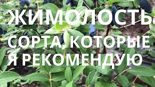 Жимолость  - сорта, которые я рекомендую