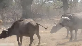 Roan Antelope Defeats The Lion But Does Not Escape The Lion