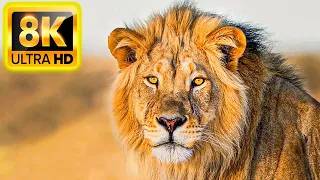 8K ULTRA HD Animals - THE BEST ANIMALS 8K 60FPS HDR10+