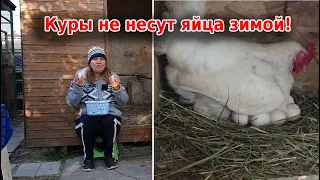 Почему куры не несут яйца зимой