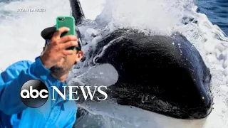 Orca gets up close and personal with fishermen l ABC News