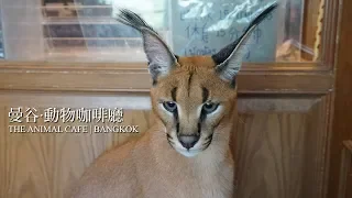 曼谷·動物咖啡廳 | The Animal Cafe Bangkok