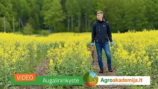 IKMIS 2024: agronomo patarimai 19 metų savaitę