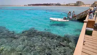 Египет без акул, риф Хургада