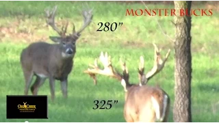 Monster Bucks Fight on Oak Creek Whitetail Ranch