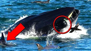 Huge Whale Suddenly Swallows A Diver. 5 Minutes Later, Everyone Is Extremely Shocked To See..