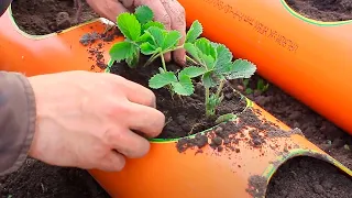 🍓 Клубника в ТРУБЕ посадка Клубники в трубу ПВХ