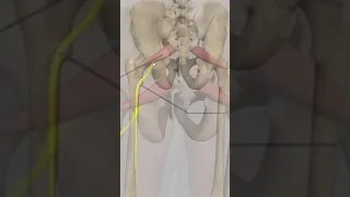 O Que É a Síndrome do Piriforme? #shorts
