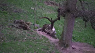 Wild Scottish Badgers - first cubs 2018