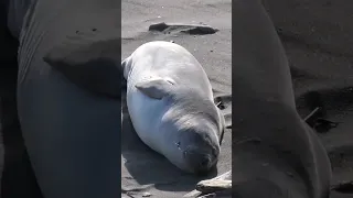 Elephant seal pup looking so soft