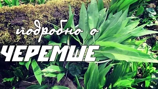 Подробно о ЧЕРЕМШЕ / Ramson