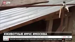 В Москве из затопленного колодца спасли собаку