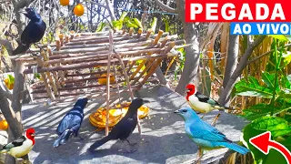 PEGANDO PASSARINHO NA ARAPUCA AO VIVO | PEGANDO PÁSSARINHO NO ALÇAPÃO | PEGADA DE PÁSSAROS AO VIVO