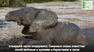 Слоны морщин не боятся