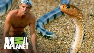 ¡Las serpientes más venenosas del mundo! | Wild Frank: En busca del dragón | Animal Planet