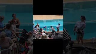 Tom the mime and the stroller race 😂🤣(SeaWorld Orlando) NOV 10, 2023