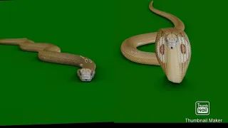 Golden Snake Attack Animation on Green screen ||Snake green screen || Nagin | Naagin 5