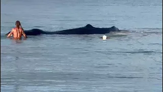 Sperm Whale trapped and freed near Azul Resort