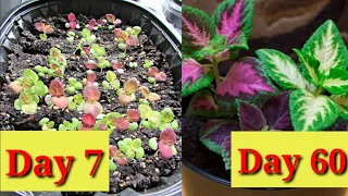 Grow Coleus seeds Within 7 Days With Full Update #GardenVilla