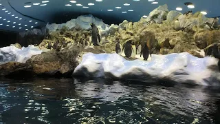 🐧 Planet Penguins - Loro Parque - Puerto de la Cruz, Tenerife 🇮🇨