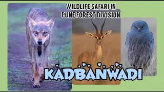 Discover The Wonder Of Pune's Wildlife ll Wildlife Safari In Pune Forest Division @hkknaturelover