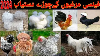 Fancy Hen Chikes Available ❤️ Turkey 🦃 Chikes Available 🦆 Cargo All over Pakistan 🇵🇰