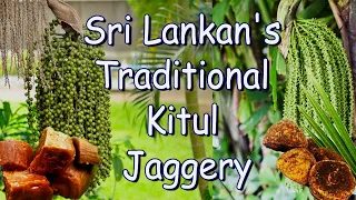 How to Make Sri Lankan's Traditional Kitul Jaggery Production... | #ceylonvillagelife #srilanka