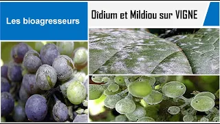 Bioagresseurs (3/3) : Oîdium & Mildiou su VIGNE