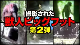 【映像】撮影された獣人 ビッグフット 第2弾