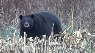 Bears at the Alligator River National Wildlife Refuge - December 2023