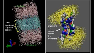 Build Bacterial outer membrane using CHARMM GUI