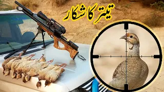 Partridge Teetar Hunting in Pakistan with PCP Airgun / Shikar 2021