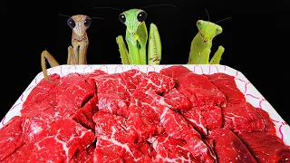 I gave Korean beef to the mantis, and something amazing happened.