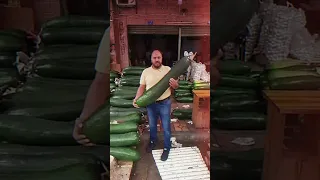 Unbelievable Discovery: Giant 4-Foot Cucumber Found in Pakistan - World's Largest