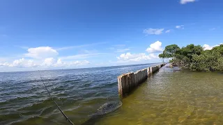 Gandy Bridge Fishing!