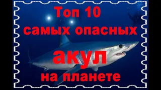 Топ 10 опасных акул