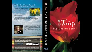 Tulip, the Light of the East