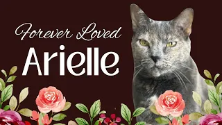 Saying Goodbye to my Cat Arielle - Grief is Love with Nowhere to Go