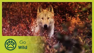 Wolves - Wild About 9/13 - Go Wild