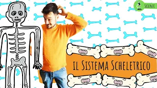 IL SISTEMA SCHELETRICO - Le scienze spiegate ai bambini di scuola primaria