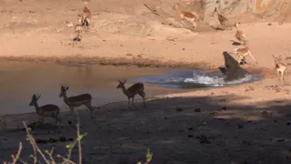 Kruger National Park, Sabie River: MONSTER Nile CROCODILE Impala Kill, PART 1