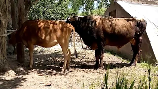 Black Bull and Cow Red Cow || Village Animals ||