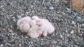 Osaka Peregrine Falcons/2024-04-18/Chicks Sleeping together and  8th feeding today