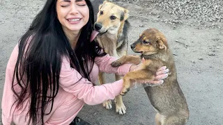 Бездомные щенки НАПАЛИ на Леру / Кормим Бездомных Собак и Кошек