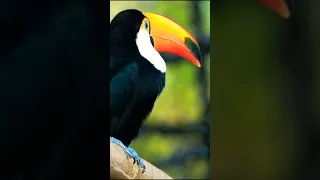 Close encounter of Toco Toucan #shorts