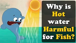 Why is Hot water Harmful for Fish? + more videos | #aumsum #kids #science #education #children