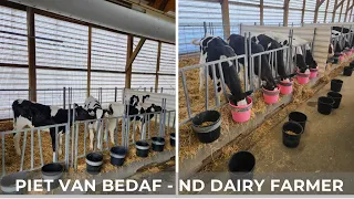 Feeding Calves in Group Pens on a Dairy Farm (80)