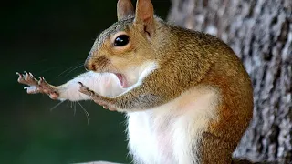 TRY NOT TO LAUGH - Cute ANIMALS  Funny Videos 2019