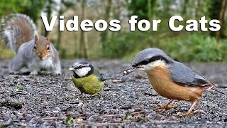 Videos for Kittens and Cats to Watch - Birds and Squirrels  on The Ground