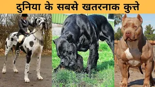 Dangerous Dogs | 8 Most Strongest Dangerous and Fearless Dog Breeds In Hindi | Part 2